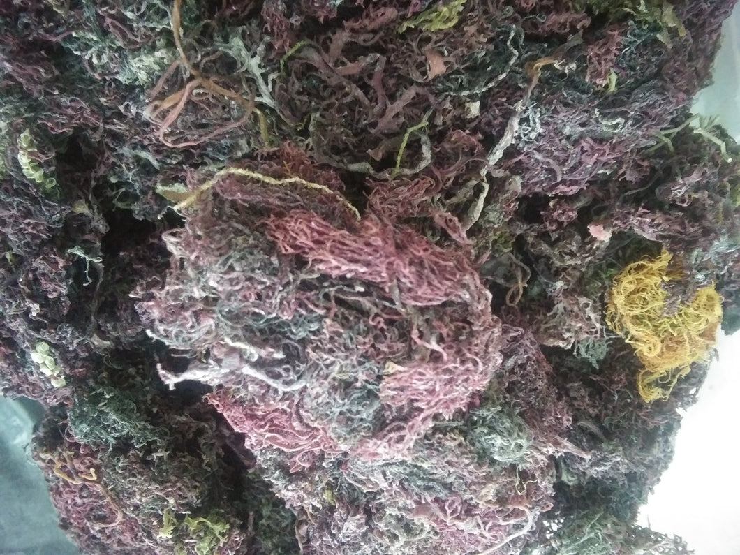 Purple Irish Moss (Dried Natural form) 1 ounces